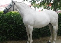 regatera 1 (Copiar)